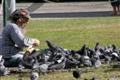 Pigeon Frenzy